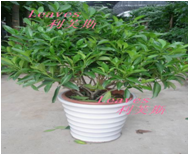 非洲茉莉